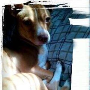 Meet your Posher, Leonardo